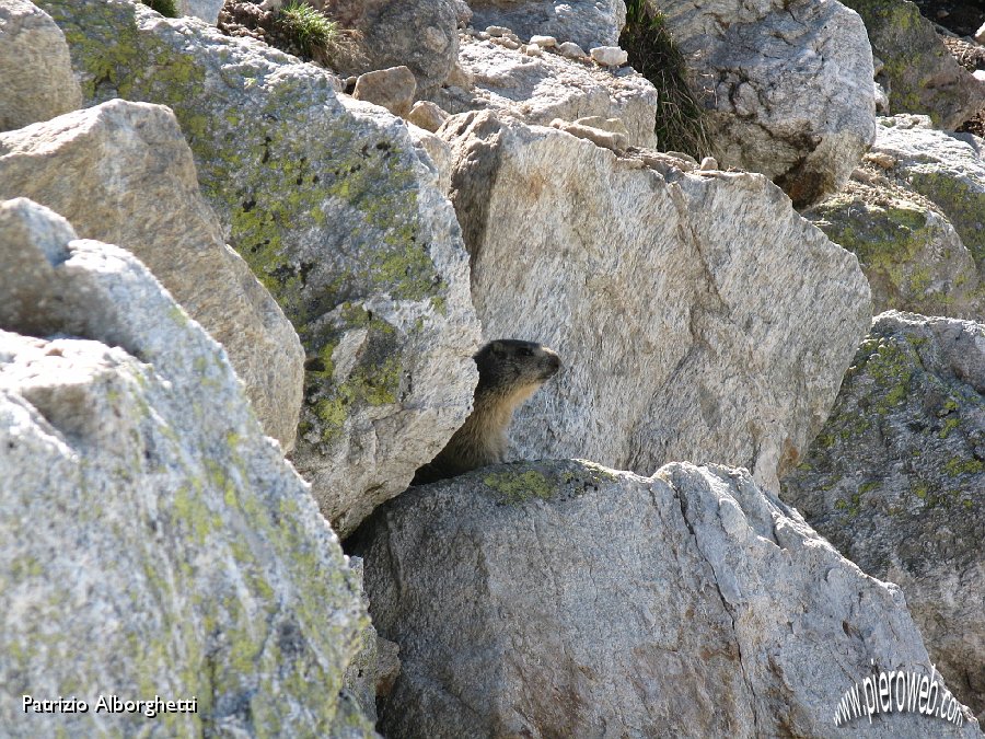 04 Marmotta curiosa.JPG - 04 Marmotta curiosa